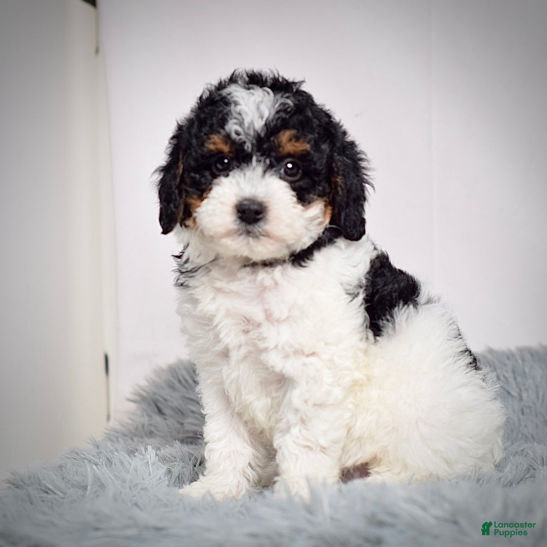 Mini Goldendoodle dogs for sale: Ms. Remy - Ad 5