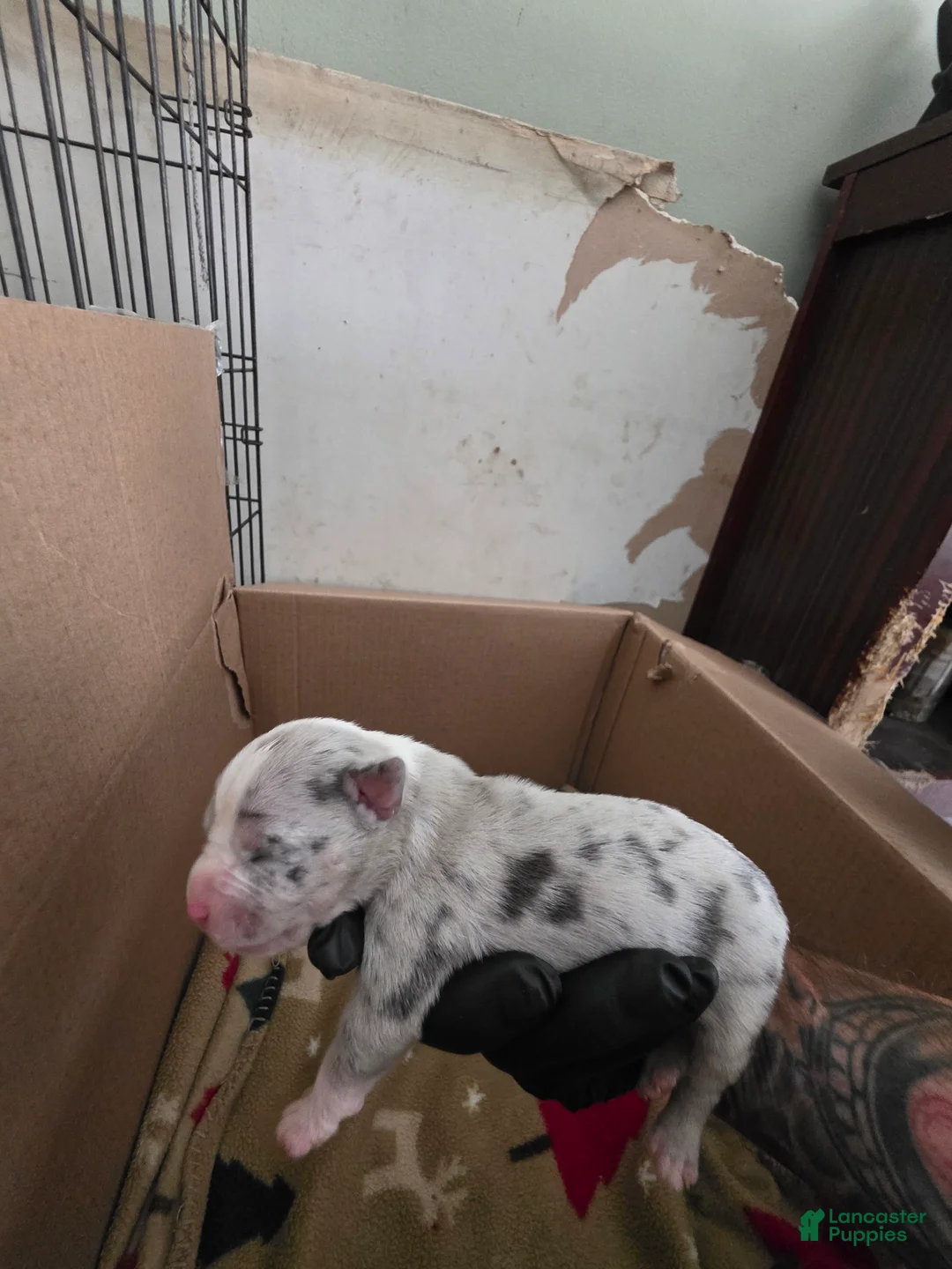 American Bully dogs for sale: American Bully 2 - Ad 2