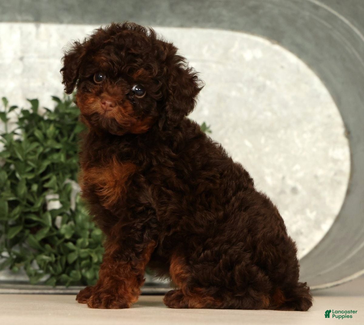 Toy Poodle dogs Sweetie - Ad 2