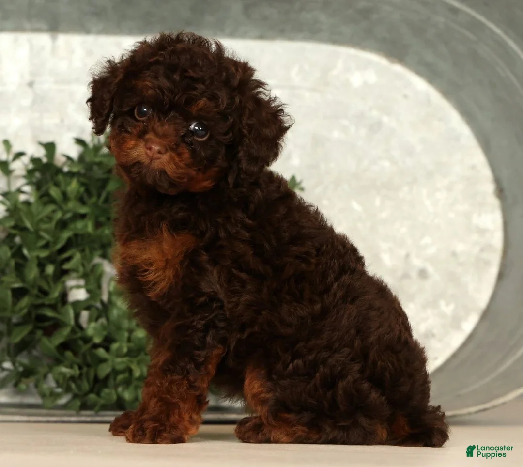 Toy Poodle dogs for sale: Sweetie - Ad 2