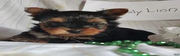 Yorkshire Terrier dogs for sale: Dandelion - Ad 1