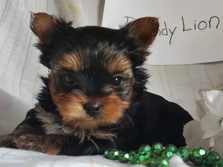 Yorkshire Terrier dogs for sale: Dandelion - Ad 1