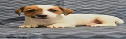 Jack Russell Terrier dogs for sale: Rambo - Ad 4
