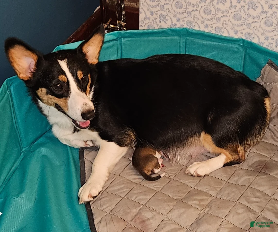 Welsh Corgi Pembroke dogs for sale: Cleopatra - Ad 6