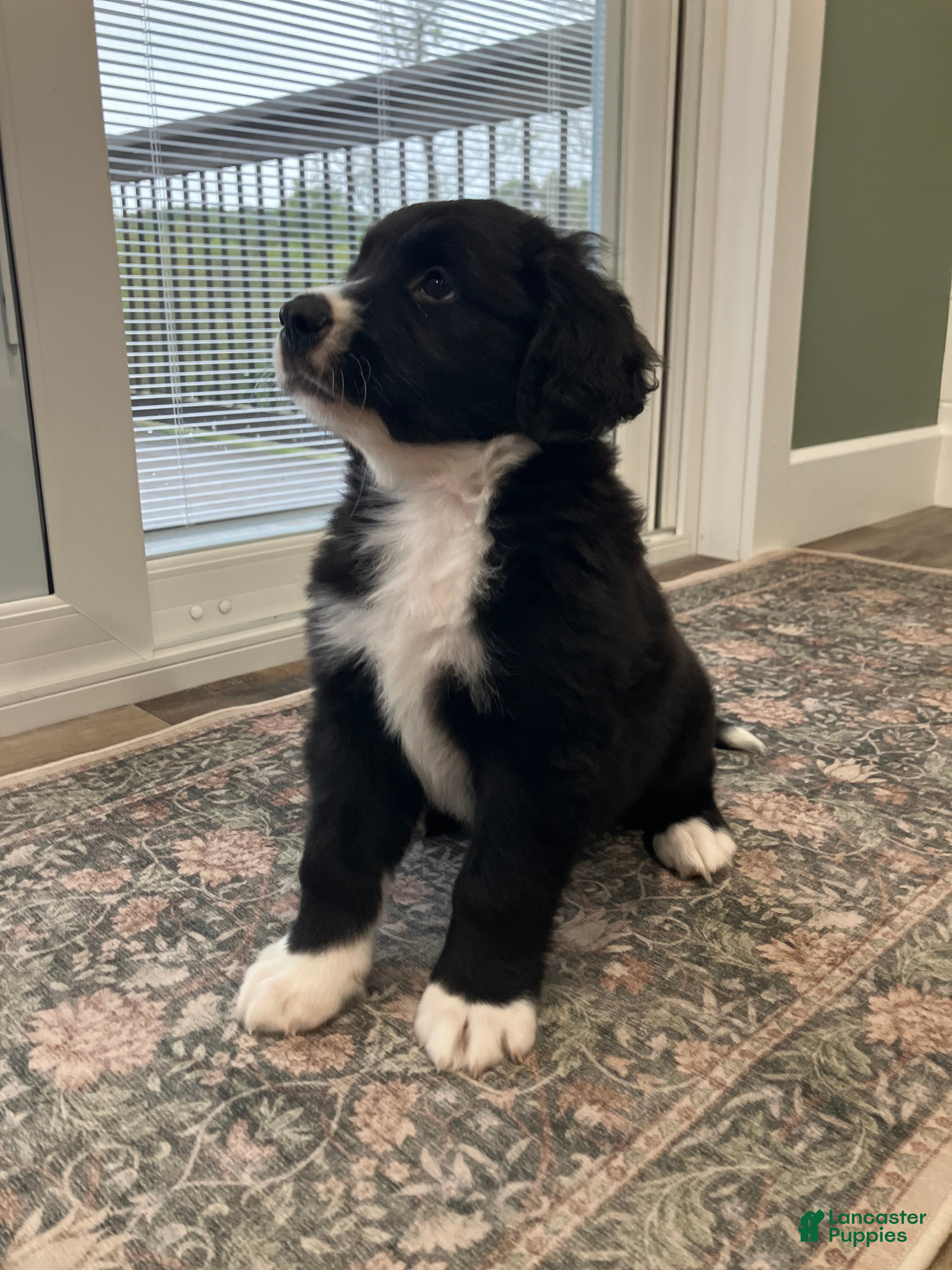 Mixed Breed dogs Max - Ad 2