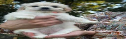 Maltipoo dogs for sale: Gertie - Ad 2