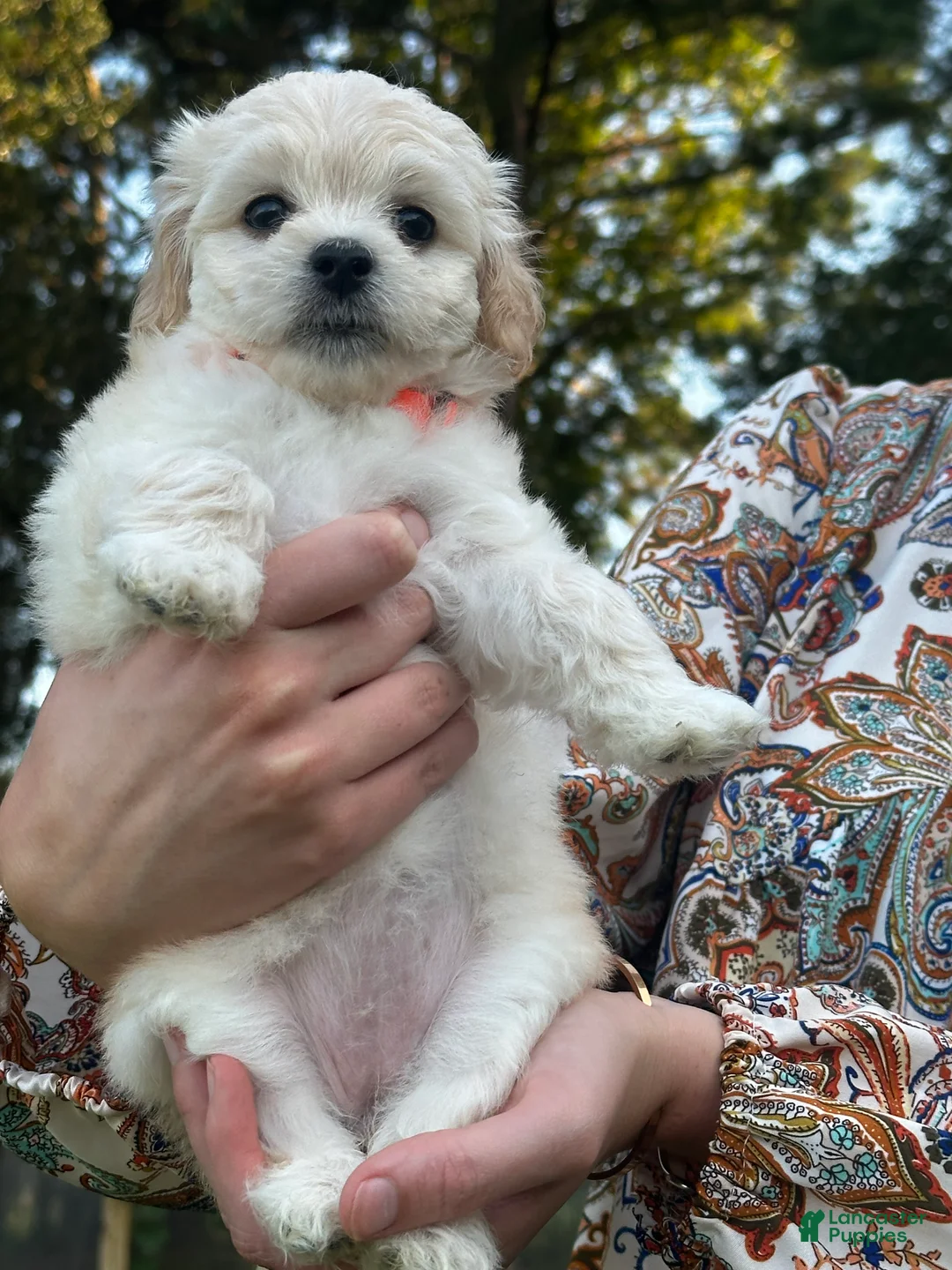 Maltipoo dogs for sale: Gertie - Ad 2