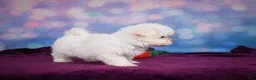 Maltese dogs for sale: Penny - Ad 10