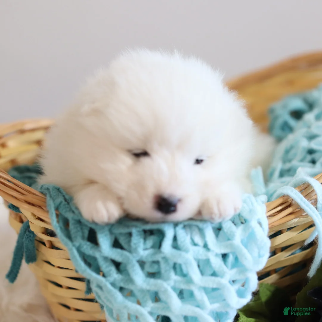 Samoyed dogs for sale: Sprout  - Ad 10