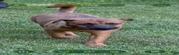 Mixed Breed dogs for sale: Autumn - Ad 3