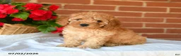 Miniature Poodle dogs for sale: Chiffon - Ad 1