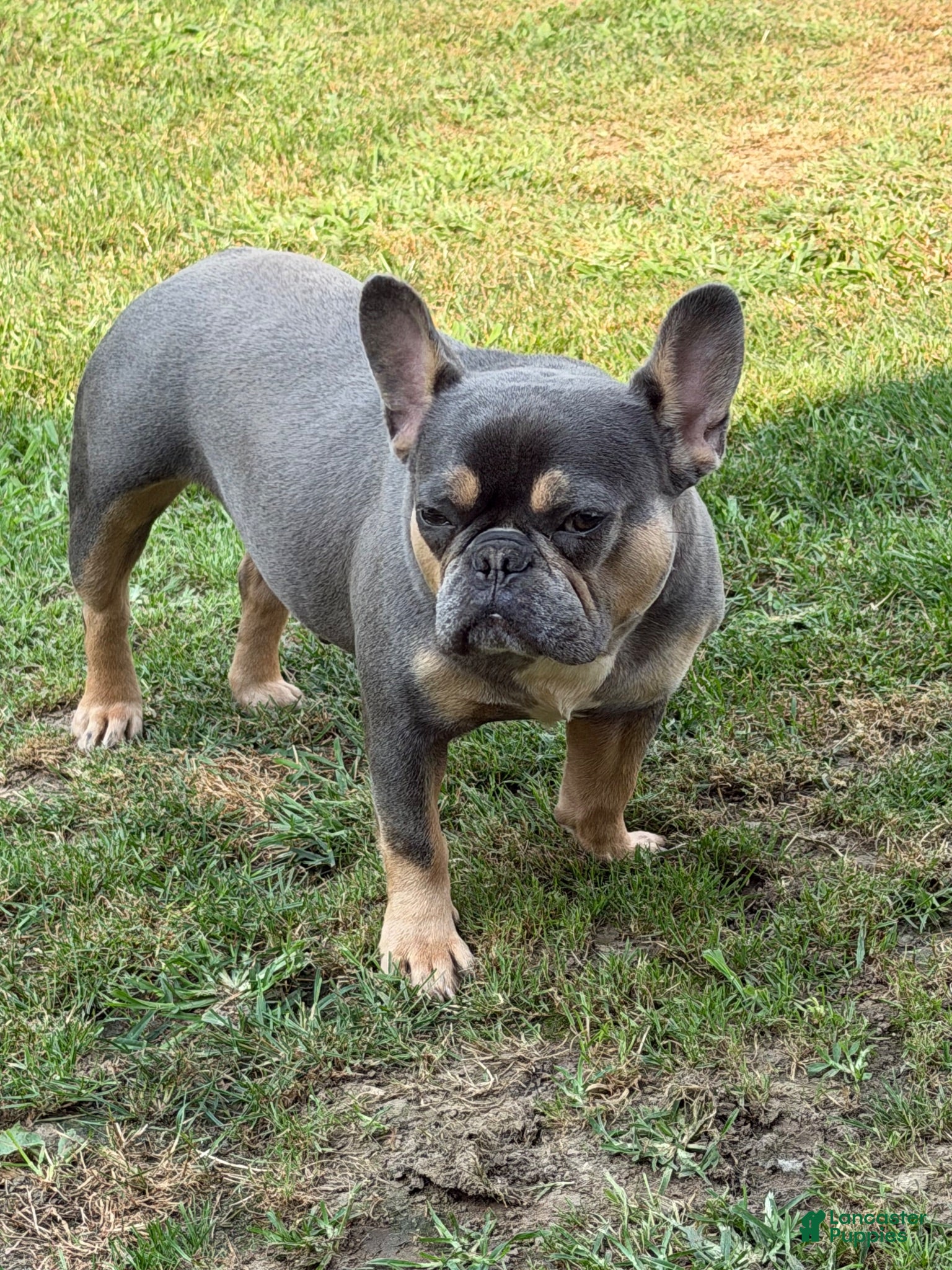 French Bulldog dogs Darling - Ad 2