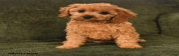 Cavapoo dogs for sale: Indy - Ad 3