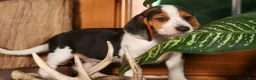 Beagle dogs for sale: Dillard🐾 - Ad 5