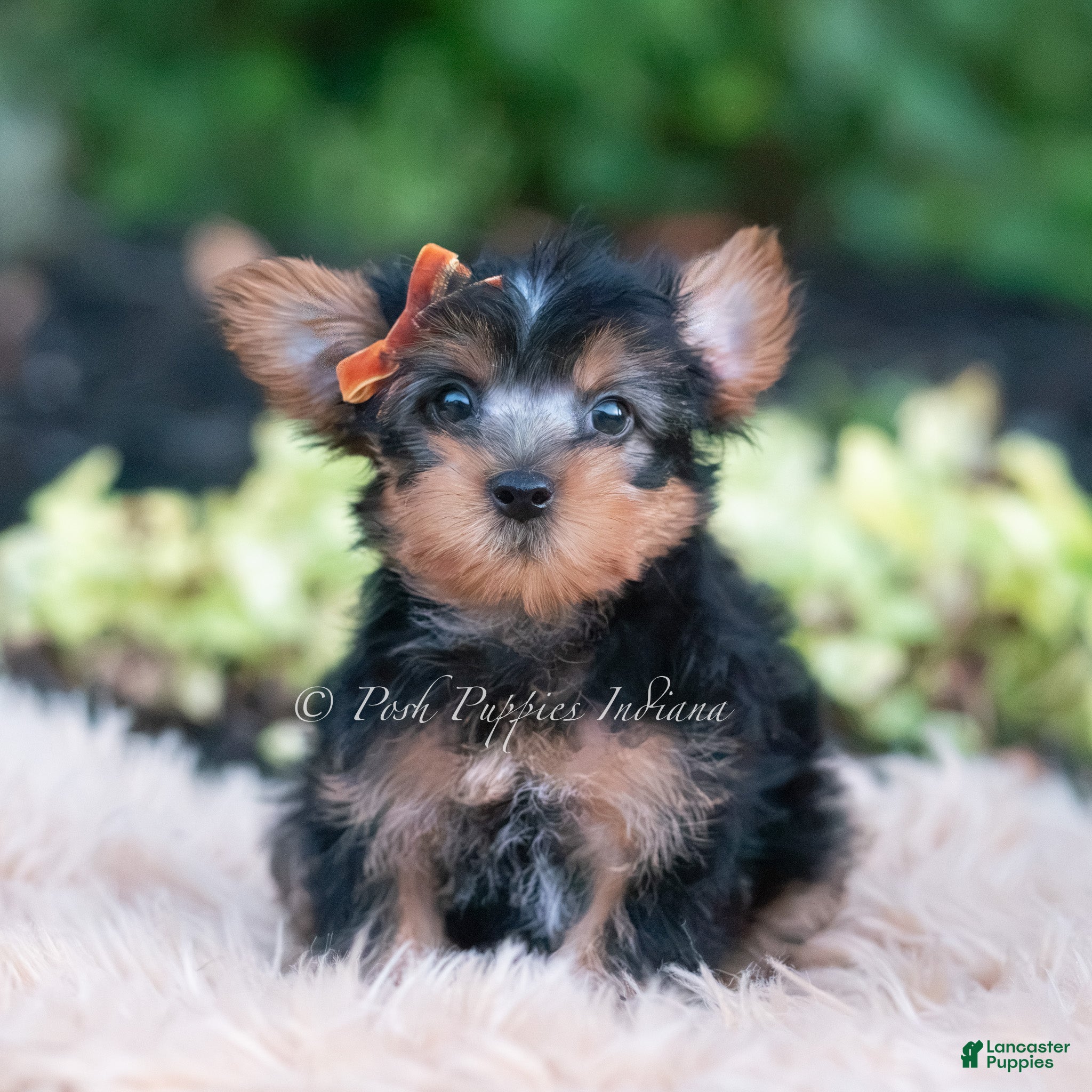 Yorkshire Terrier dogs Fizzlepop - Ad 11