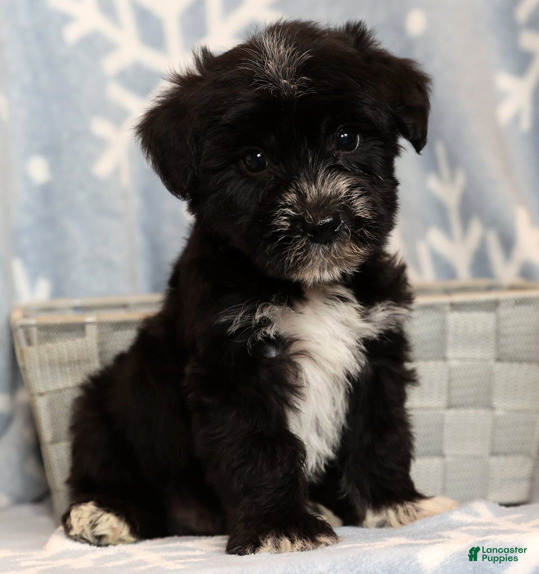 Yochon dogs for sale: Rover - Ad 1