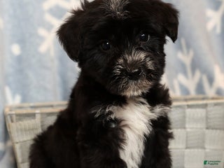 Yochon dogs Rover - Ad 39