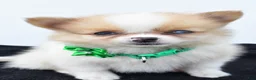 Pomeranian dogs for sale: Sandy - Ad 5