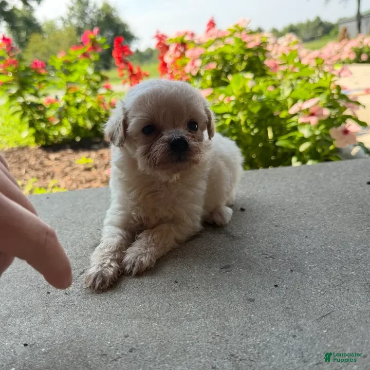 Maltipoo dogs Kirby - Ad 12