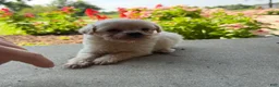 Maltipoo dogs for sale: Kirby - Ad 1