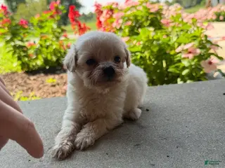Maltipoo dogs Kirby - Ad 12