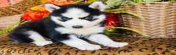 Siberian Husky dogs for sale: Sierra - Ad 4
