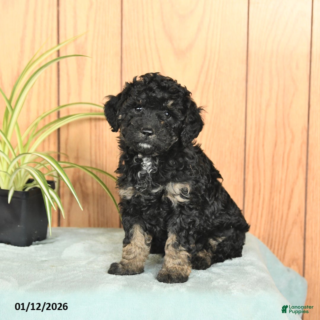 Miniature Poodle dogs for sale: Stella - Ad 2