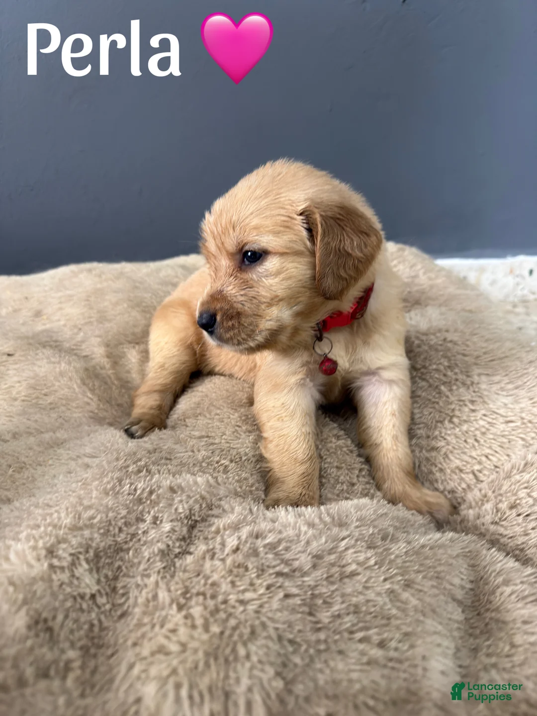 Golden Retriever dogs for sale: Perla 🩷 - Ad 1