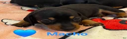 Dachshund dogs for sale: Dachshund 1 - Ad 1