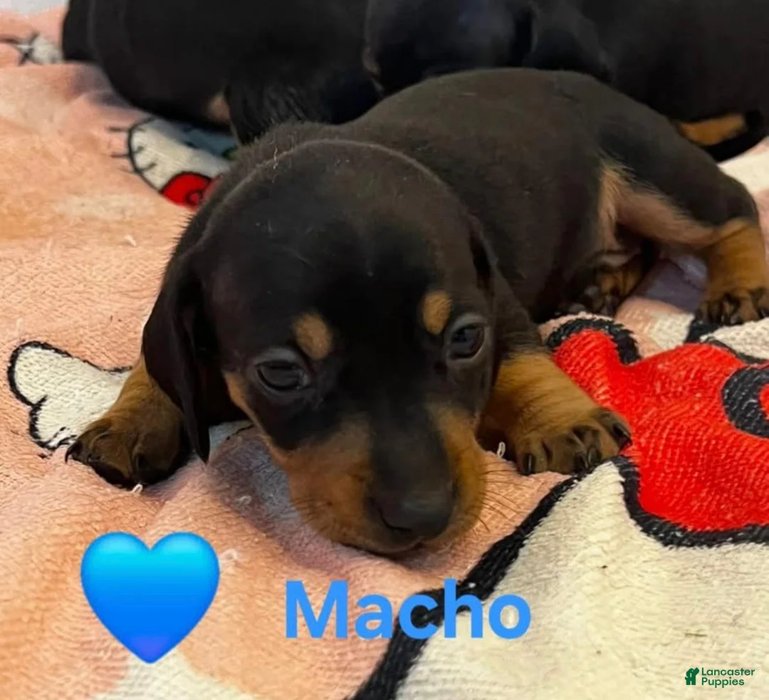 Dachshund dogs for sale: Dachshund 1 - Ad 1