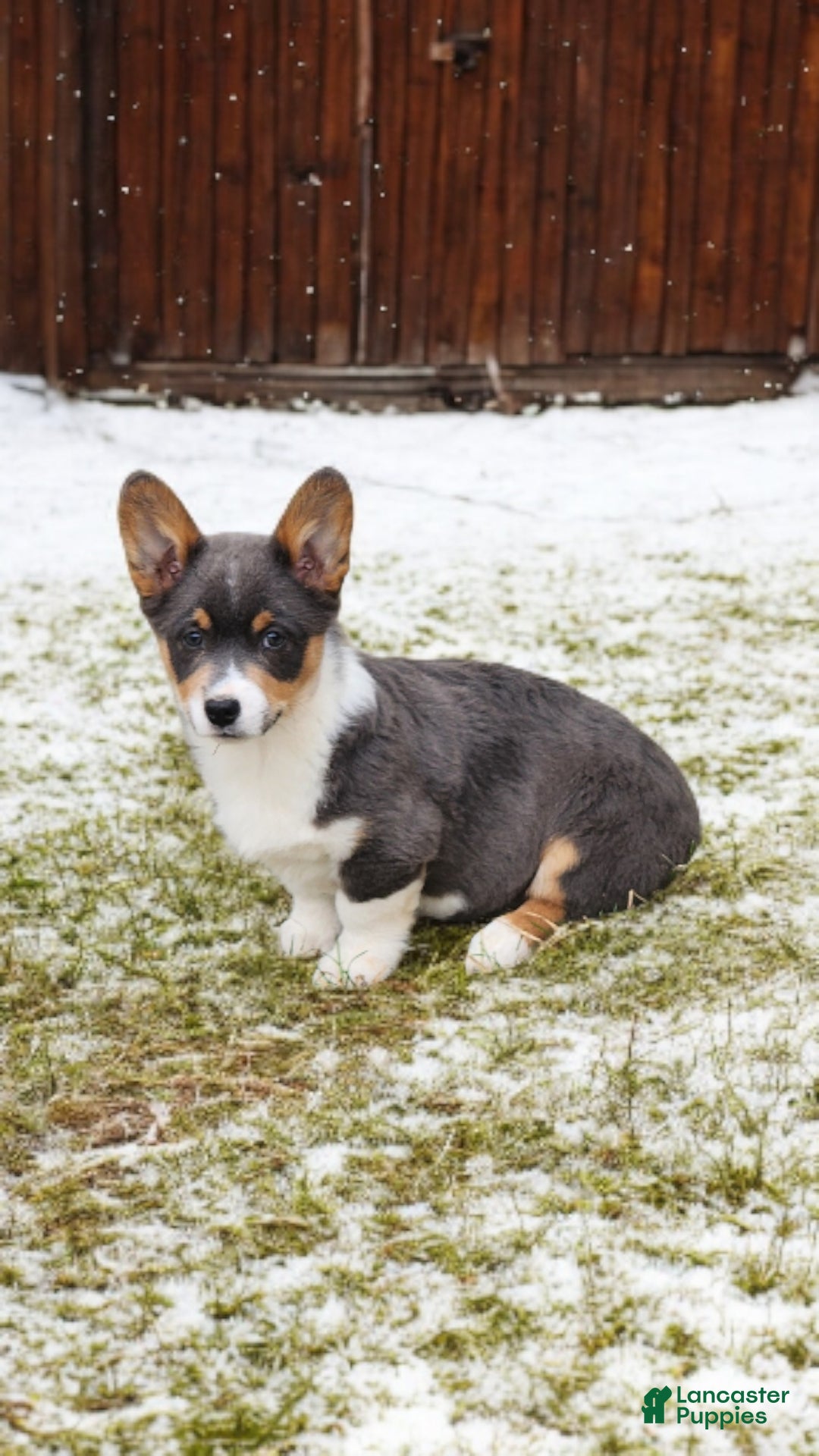 Welsh Corgi Pembroke dogs for sale: Alexa Bluie - Ad 7