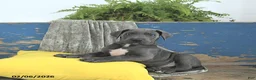 Great Dane dogs for sale: Vader - Ad 4