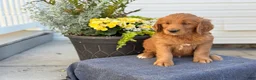 Goldendoodle dogs for sale: Trudy - Ad 4