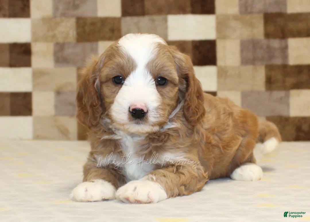 Mixed Breed dogs for sale: Fancy - Ad 2