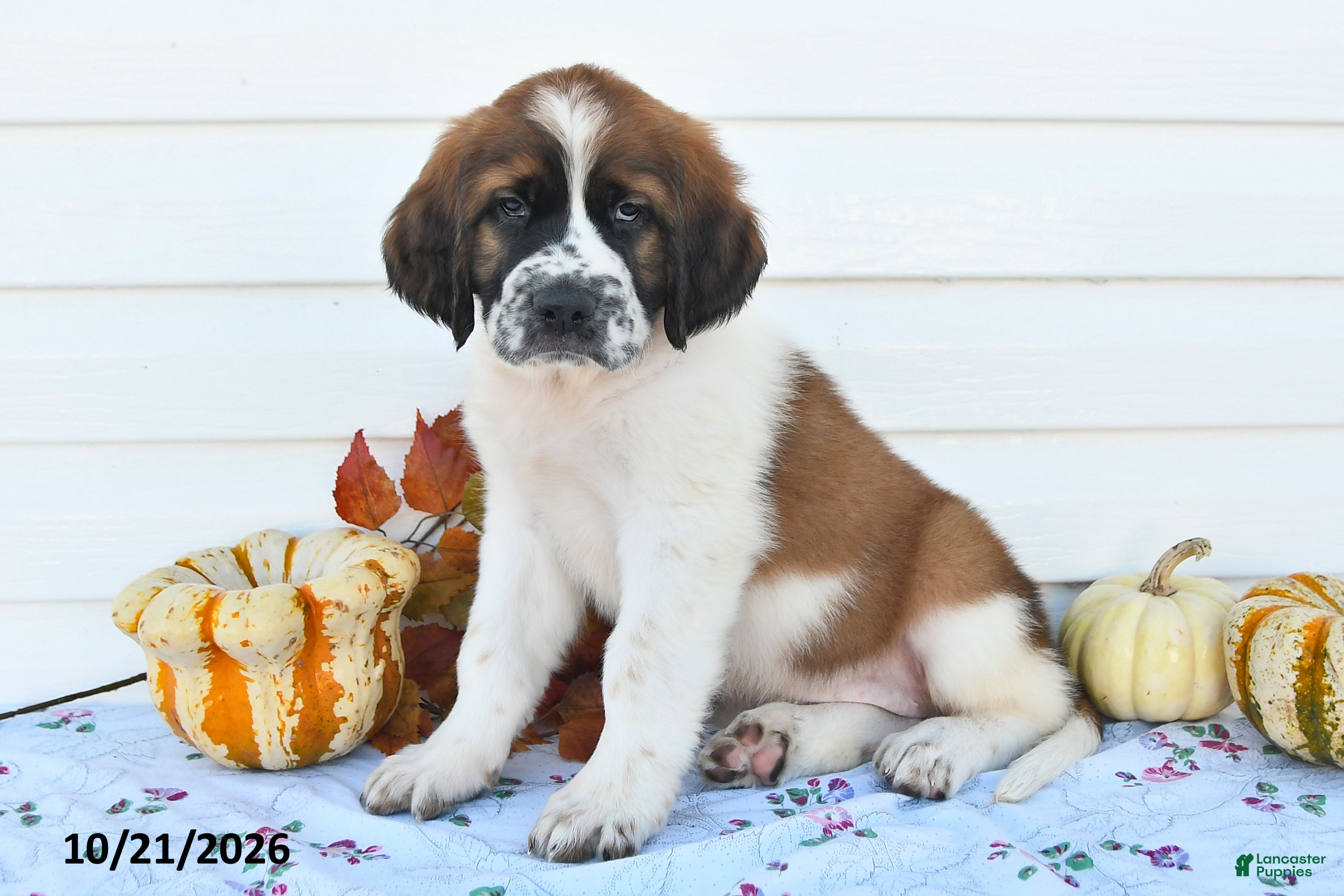 Saint Bernard dogs Duchess - Ad 1