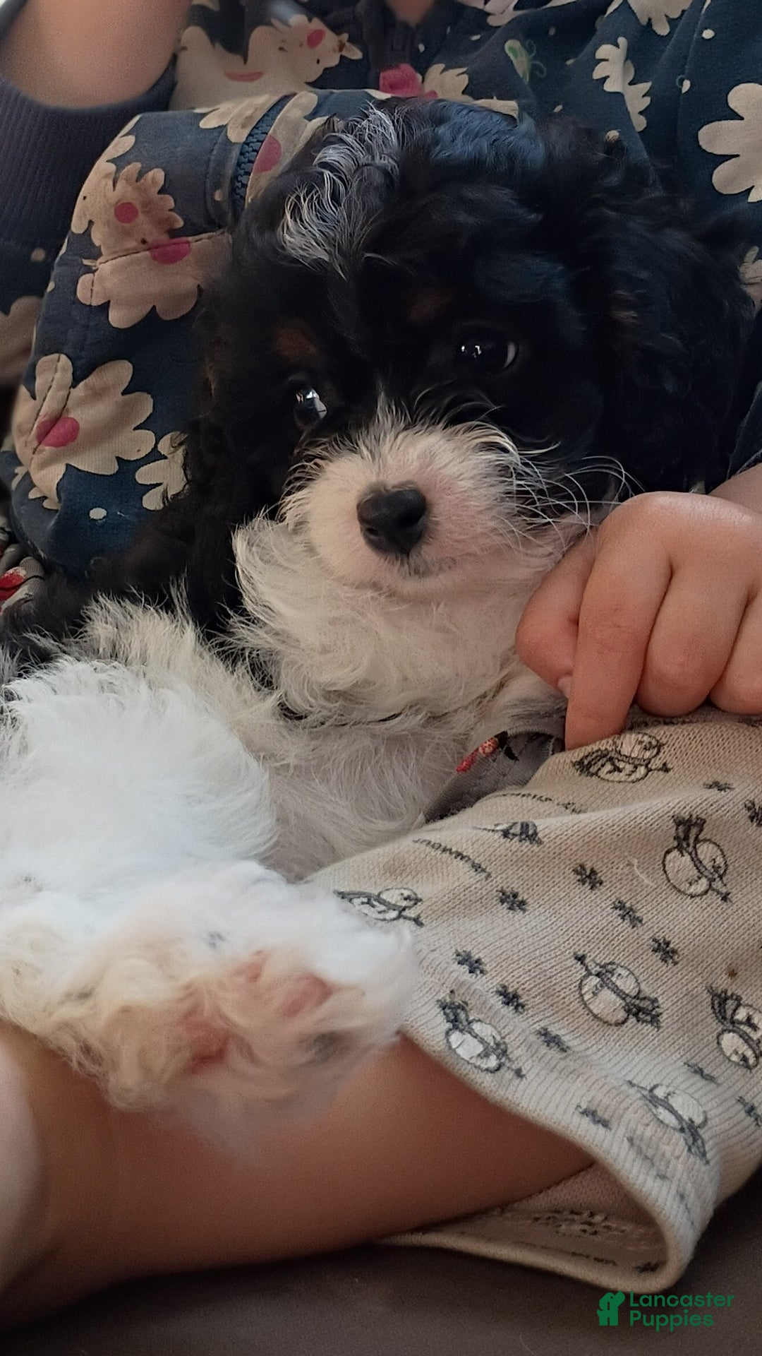 Cavapoo dogs for sale: Sasha - Ad 20