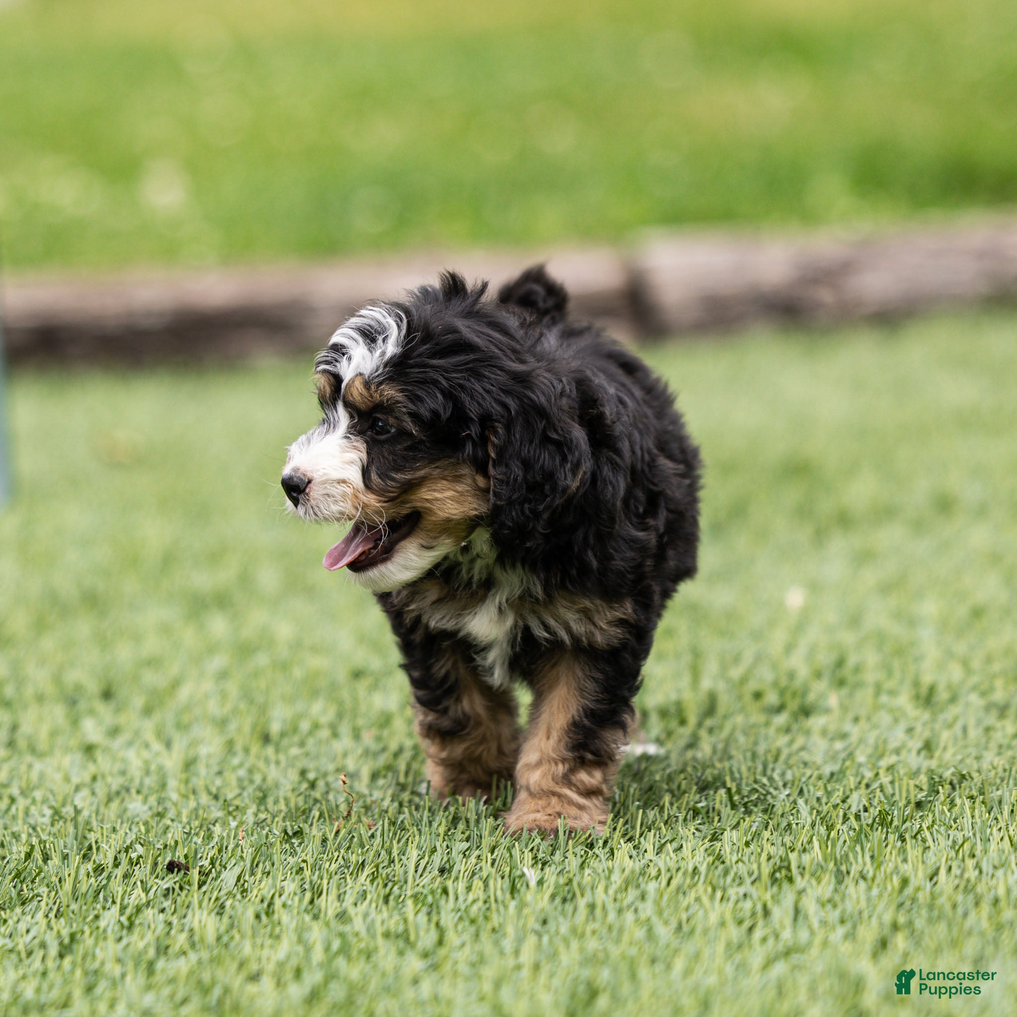 Bernedoodle dogs Crew Bernedoodle Puppy  - Ad 2