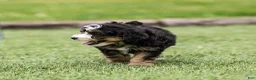 Bernedoodle dogs for sale: Crew Bernedoodle Puppy  - Ad 7