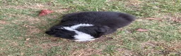 Australian Shepherd dogs for sale: Hunter - Male 2 - Ad 4