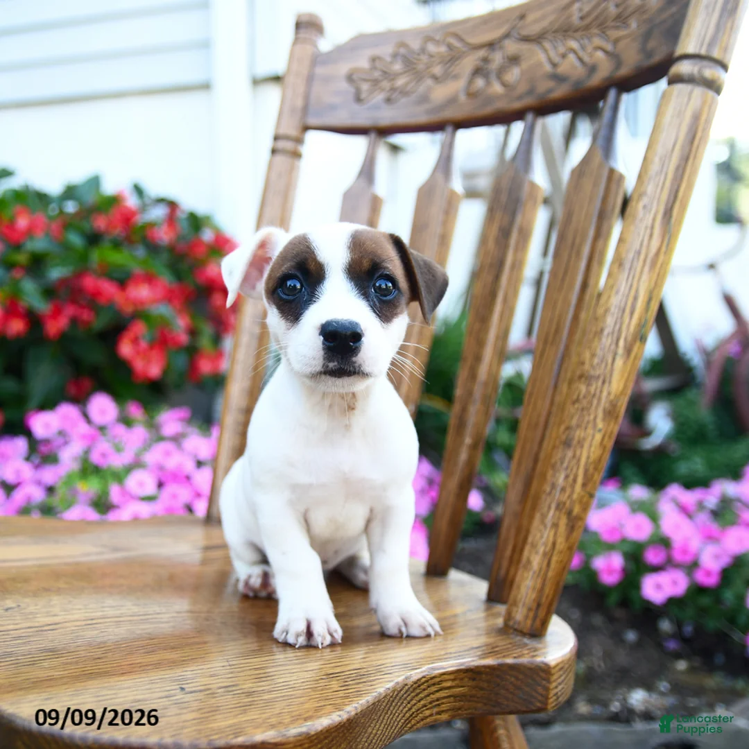 Jack Russell Terrier dogs for sale: Sundae - Ad 3