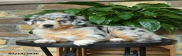 Australian Shepherd dogs for sale: Macy - Ad 3