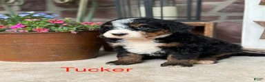 Tucker