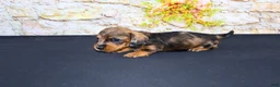 Miniature Dachshund dogs for sale: Horton - Ad 6
