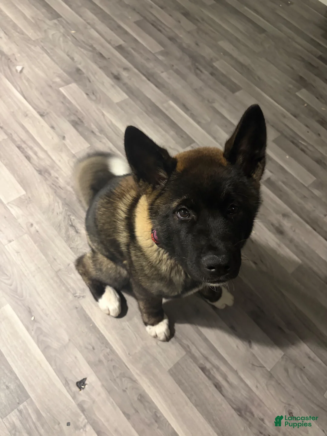 Akita dogs for sale: Akita Puppy 1 - Ad 2