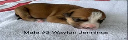 American Bulldog dogs for sale: Waylon Jennings/ Male #3 - Ad 3