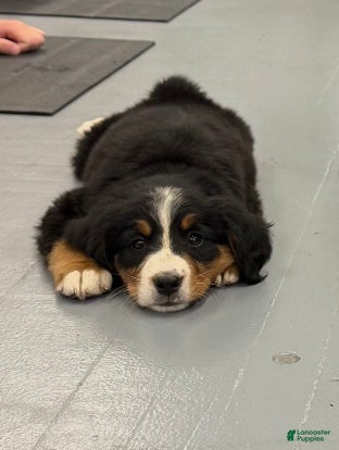 Bernese Mountain Dog dogs Scruffy - Ad 1