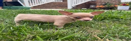 Chihuahua dogs for sale: Jasper - Ad 3