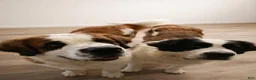 Saint Bernard dogs for sale: Boy 4 - Ad 5