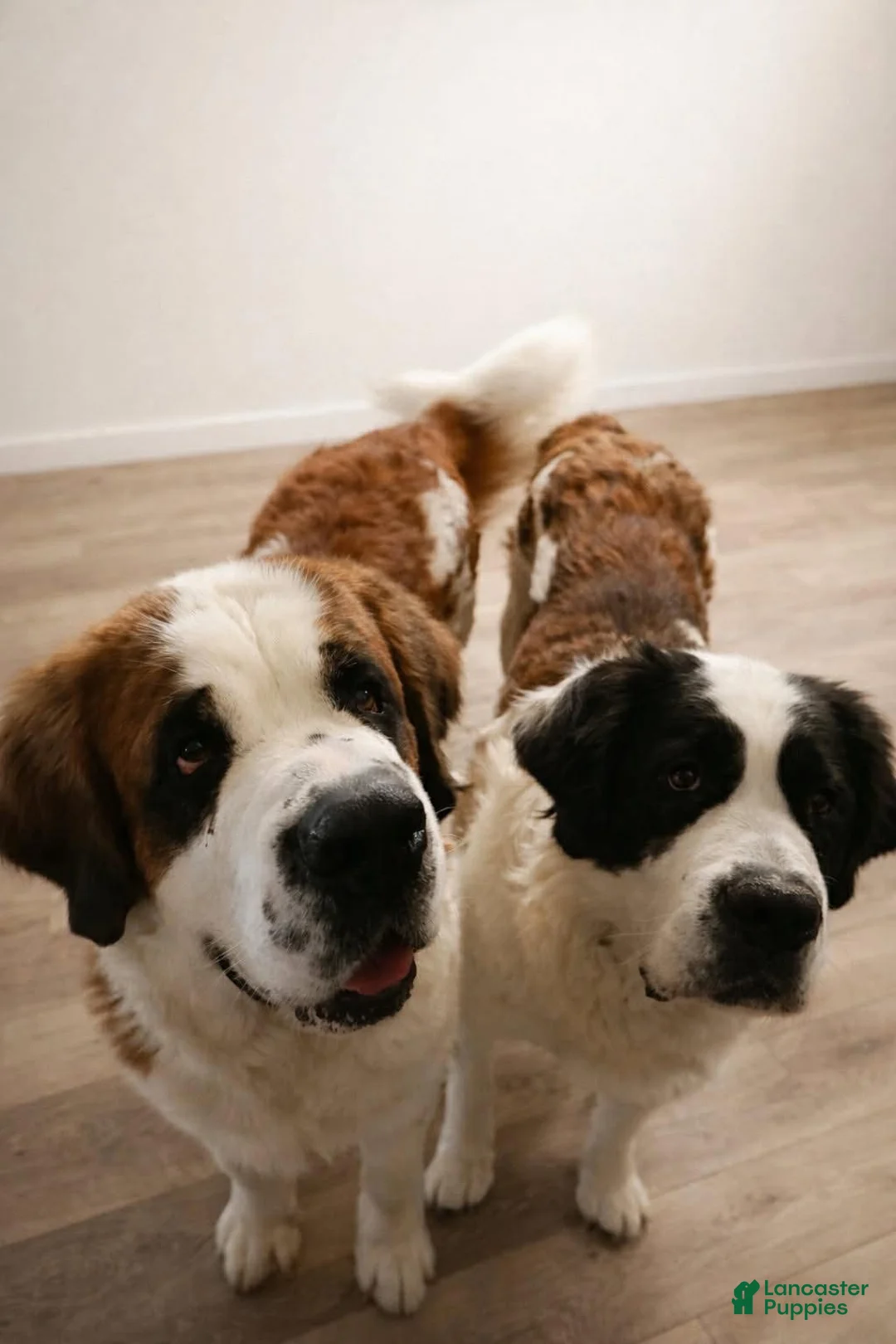 Saint Bernard dogs for sale: Boy 4 - Ad 5