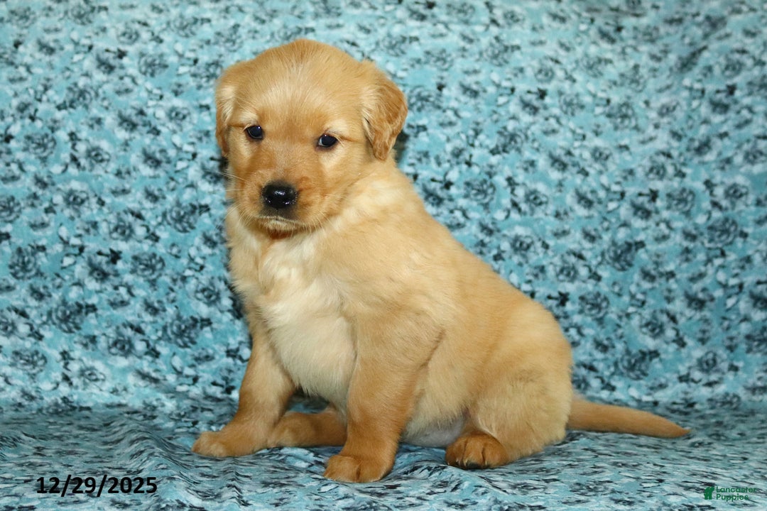 Golden Retriever dogs for sale: Hailey - Ad 3